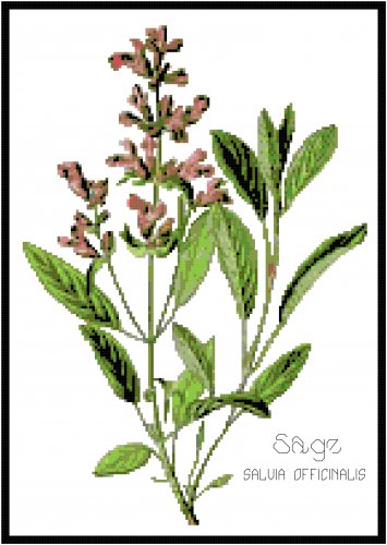 Sage Herb Pattern Chart Graph