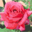 Newport News Rose 2 Pattern Chart Graph Newport News Rose 2 Pattern Chart Graph