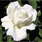 Newport News Rose 3
