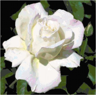 Newport News Rose 3