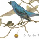Audubon Indigo Bunting Pattern Chart Graph Audubon Indigo Bunting Pattern Chart Graph