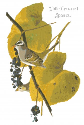 Audubon White Crowned Sparrow Pattern Chart Graph