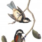 Audubon Chestnut Backed Chickadees Pattern Chart Graph