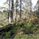 Cumbria Woodland Landscape Cross Stitch Pattern Chart Graph