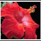 Fiery Hibiscus Pattern Chart Graph