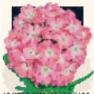 Antique Verbena Flower Seed Packet Pattern Chart Graph