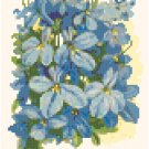 Lobelia Flower Seed Packet Pattern Chart Graph Lobelia Flower Seed Packet Pattern Chart Graph
