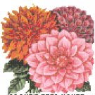 Dahlia Flower Seed Packet Pattern Chart Graph