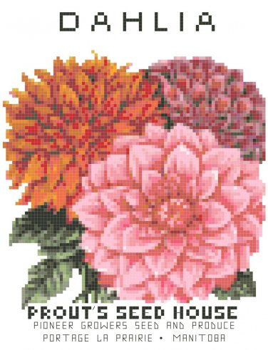 Dahlia Flower Seed Packet Pattern Chart Graph