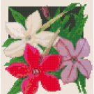 Antique Nicotiana Flower Seed Packet Pattern Chart Graph