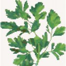 Antique Parsley Seed Packet Pattern Chart Graph