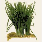 Antique Chives Seed Packet Pattern Chart Graph Antique Chives Seed Packet Pattern Chart Graph