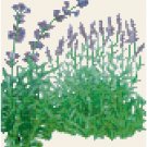 Antique Lavender Seed Packet Pattern Chart Graph Antique Lavender Seed Packet Pattern Chart Graph