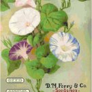 D.M. FerrySeed Catalog 1913 Cover - Morning Glories Pattern Chart Graph