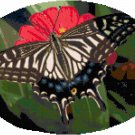Pale Tiger Swallowtail Butterfly Cross Stitch Pattern Chart Graph Pale Tiger Swallowtail Butterfly Cross Stitch Pattern Chart Graph
