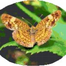 Mylitta Crescent Butterfly Cross Stitch Pattern Chart Graph