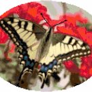 Anise Swallowtail Butterfly Cross Stitch Pattern Chart Graph Anise Swallowtail Butterfly Cross Stitch Pattern Chart Graph