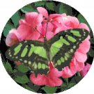 Malachite Butterfly Cross Stitch Pattern Chart Graph