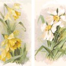 Daffodils and Jonquils Set of 2 Cross Stitch Patterns Charts Graphs
