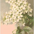 White Lilacs Cross Stitch Pattern Chart Graph by Catherine Klein White Lilacs Cross Stitch Pattern Chart Graph by Catherine Klein