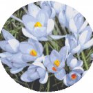 Spring Crocus Cross Stitch Pattern Chart Graph Spring Crocus Cross Stitch Pattern Chart Graph