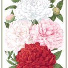 Gorgeous Peonies 2 Cross Stitch Pattern Chart Graph