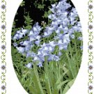 Sweet Bluebells Cross Stitch Pattern Chart Graph