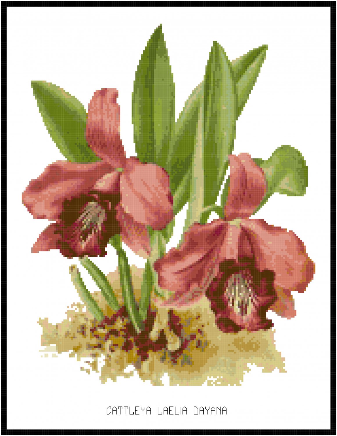 Cattleya Laelia Dayana Orchid Cross Stitch Pattern Chart Graph