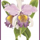Cattleya Hardyana Orchid Cross Stitch Pattern Chart Graph