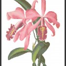 Cattleya Maxima Malouana Orchid Cross Stitch Pattern Chart Graph