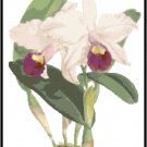 Cattleya Trian Orchid Cross Stitch Pattern Chart Graph