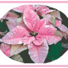Pink Poinsettia Cross Stitch Pattern Chart Graph