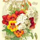 D.M. Ferry Antique Seed Catalog 1897 Cover - Nasturtiums Cross Stitch Pattern Chart Graph