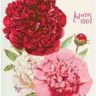 Currie Bros. Vintage Seed Catalog 1903 Cover - Peonies Cross Stitch Pattern Chart Graph