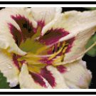 Cream Daylily with Aubergine Throat Pattern Chart Graph