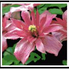Double Clematis Bloom Pattern Chart Graph