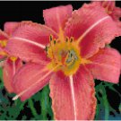 Fascination Daylily Pattern Chart Graph