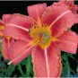 Fascination Daylily Pattern Chart Graph