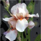 White Iris Bloom Pattern Chart Graph