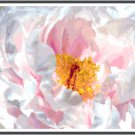 Soul of a White Peony Pattern Chart Graph