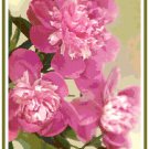 Breathtaking Peony Bouquet Pattern Chart Graph