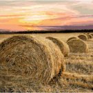 Evening Pastoral Scene Pattern Chart Graph