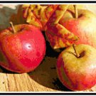 Ripe and Just Picked Pattern Chart Graph