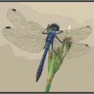 Blue Dragonfly Pattern Chart Graph