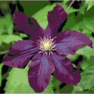 Royal Purple Clematis Pattern Chart Graph