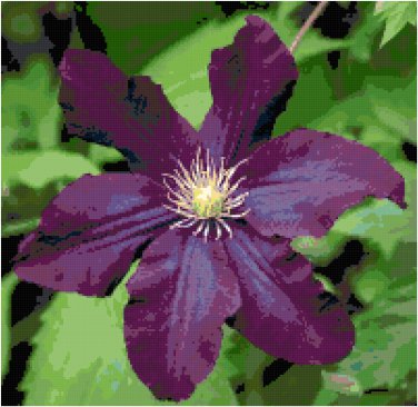 Royal Purple Clematis Pattern Chart Graph