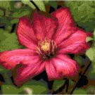 Scarlet Red Clematis Pattern Chart Graph