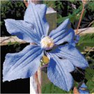 Blue Clematis Pattern Chart Graph
