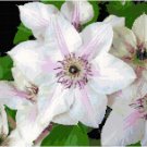 Pearl White Clematis Pattern Chart Graph