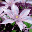 Pale Lavender Clematis Pattern Chart Graph Pale Lavender Clematis Pattern Chart Graph